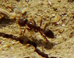 Image of Argentine Ant