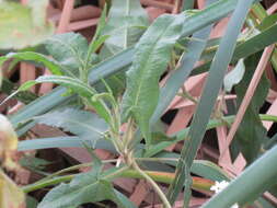 Image of Persicaria stelligera (Cham.) Galasso