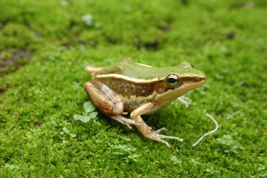 Image of Taipei frog