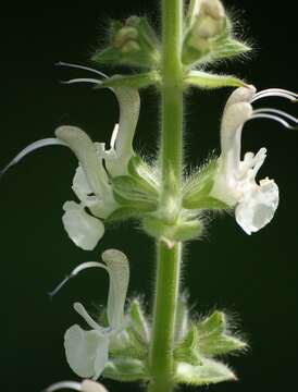 Image de Salvia austriaca Jacq.