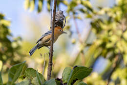 Image of Large-billed Antwren