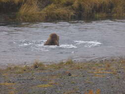 Image of Ursus arctos middendorffi Merriam 1896