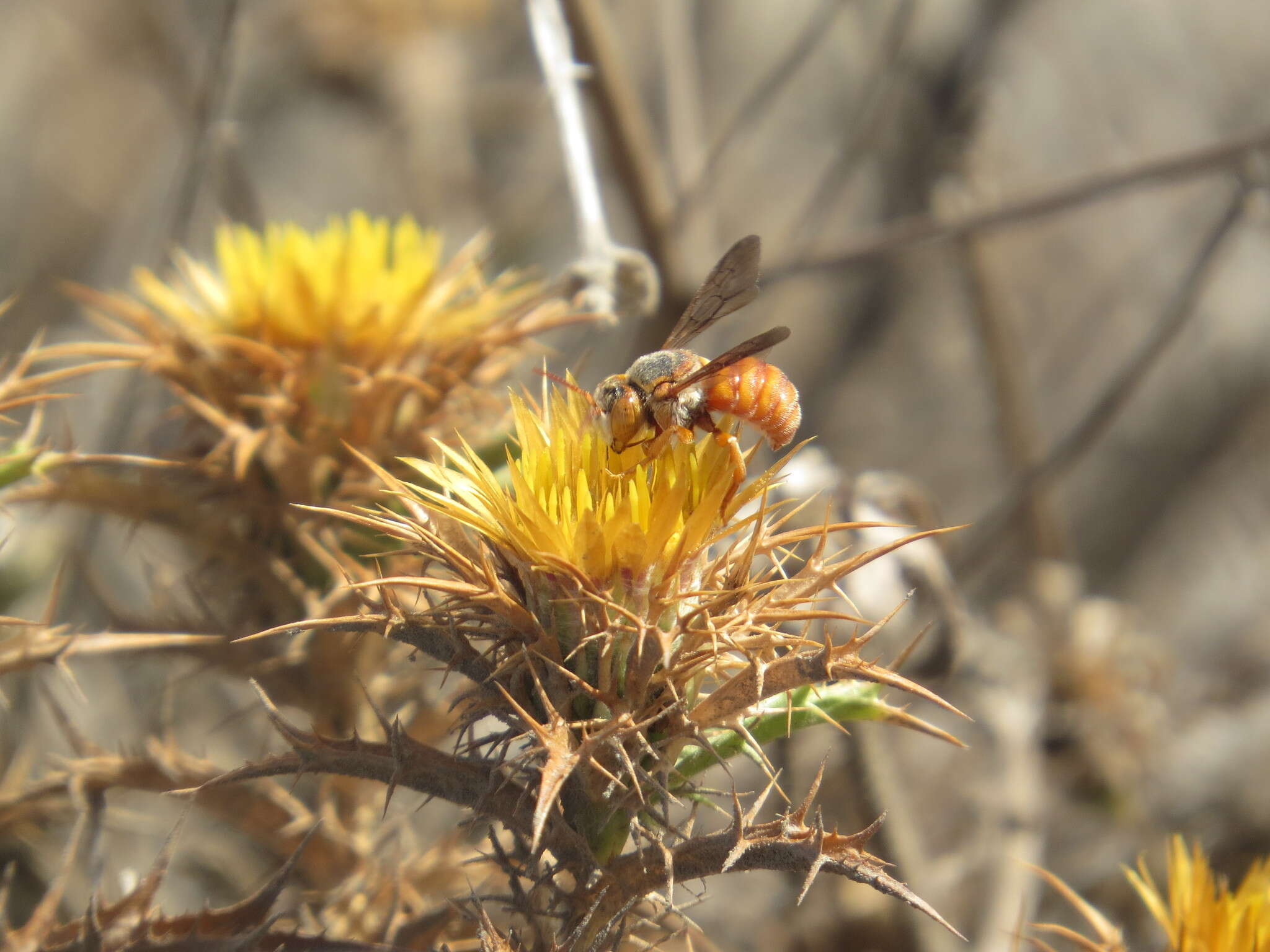 Image de Icteranthidium ferrugineum (Fabricius 1787)