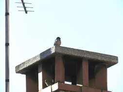 Image of Italian Sparrow