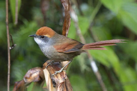 Image of Rufous-capped Spinetail