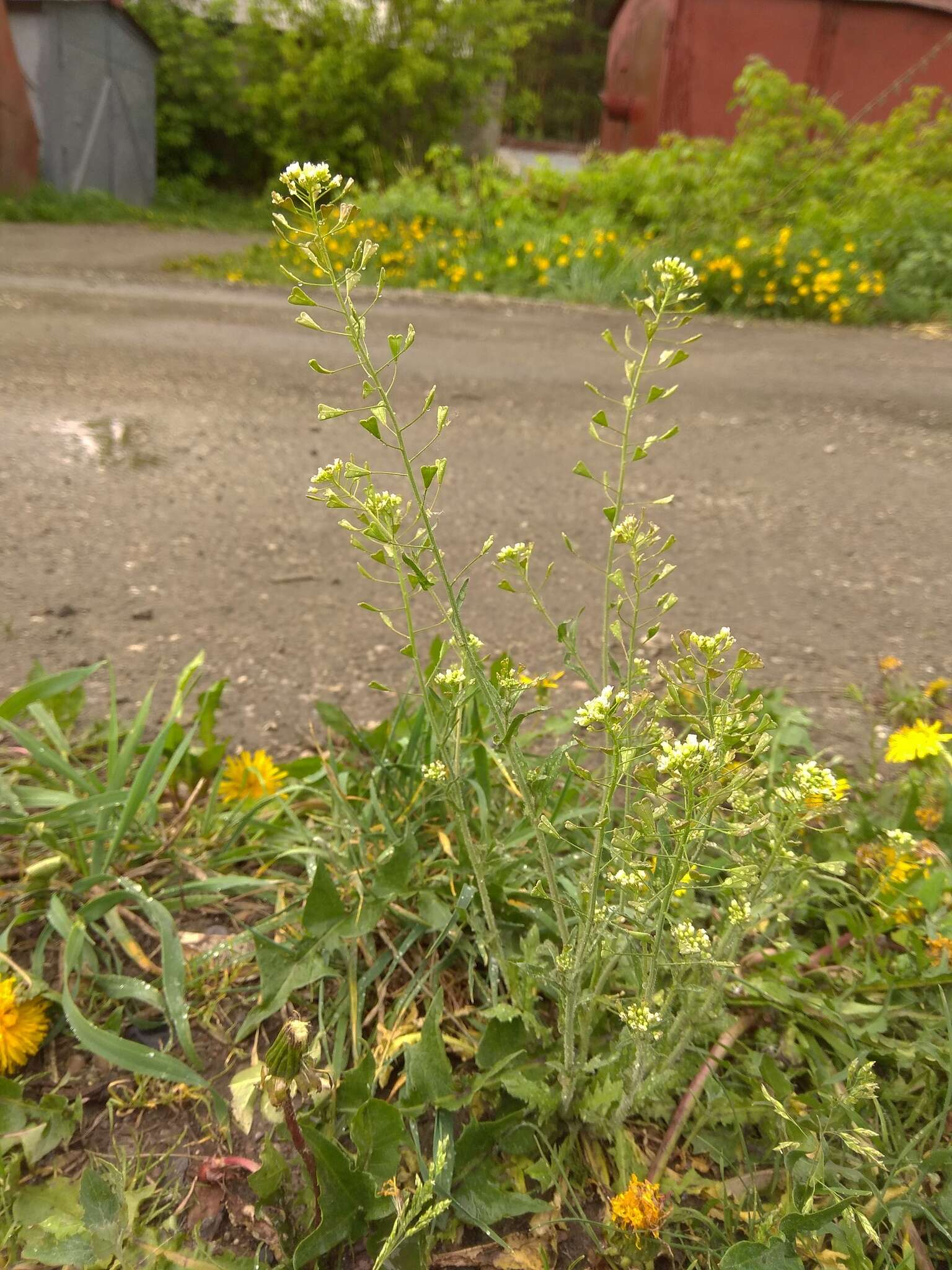 Image of Capsella orientalis Klokov