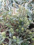 Image of Lepidium bipinnatifidum Desv.