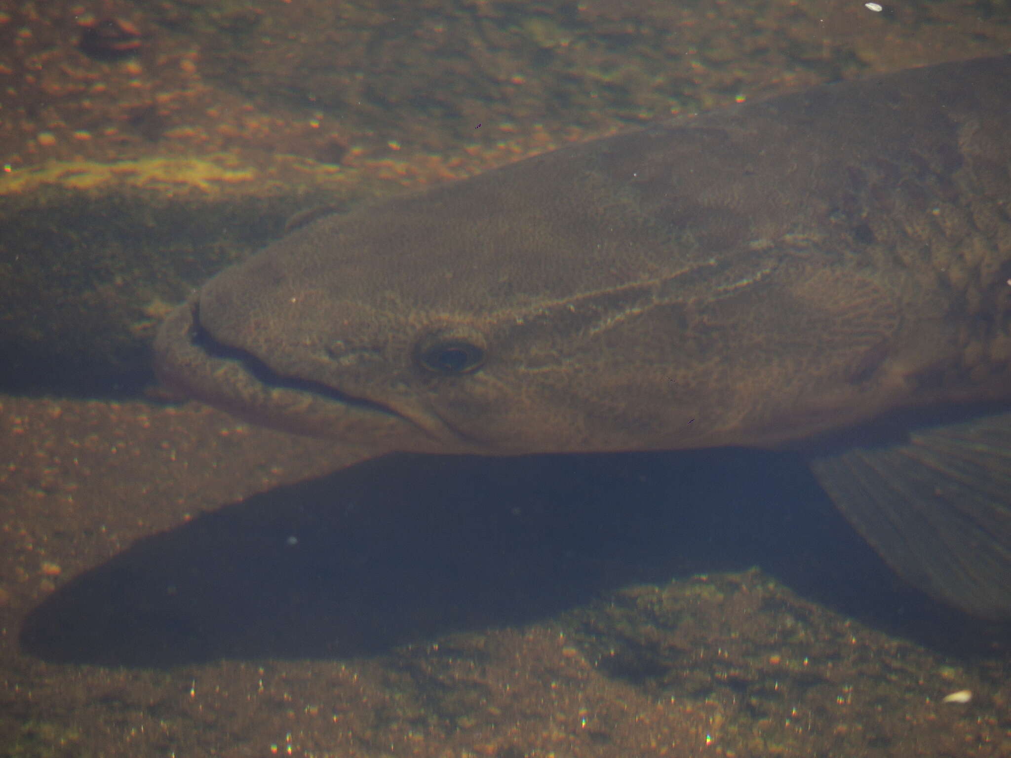 Hoplias argentinensis resmi