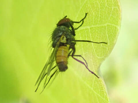 Слика од Thricops semicinereus (Wiedemann 1817)