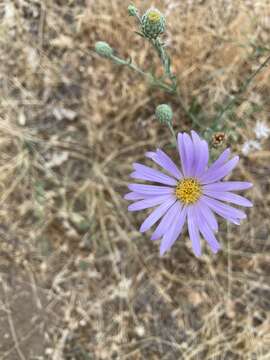 Imagem de Dieteria asteroides var. lagunensis (D. D. Keck) D. R. Morgan & R. L. Hartman