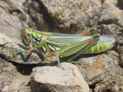 Image of Hesperotettix viridis viridis (Thomas & C. 1872)