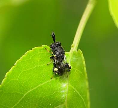 Imagem de Brachymeria minuta (Linnaeus 1767)