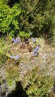 Image of southern globethistle