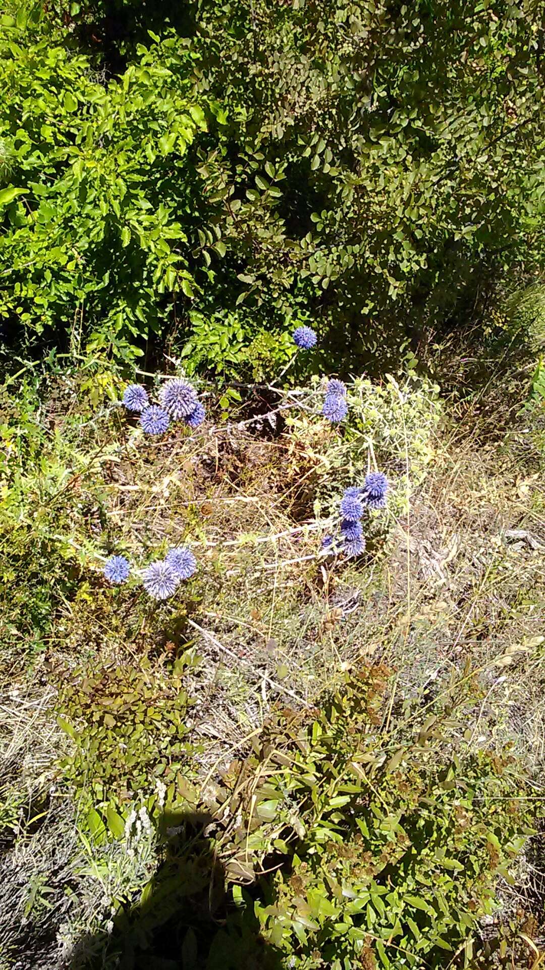 Image of southern globethistle