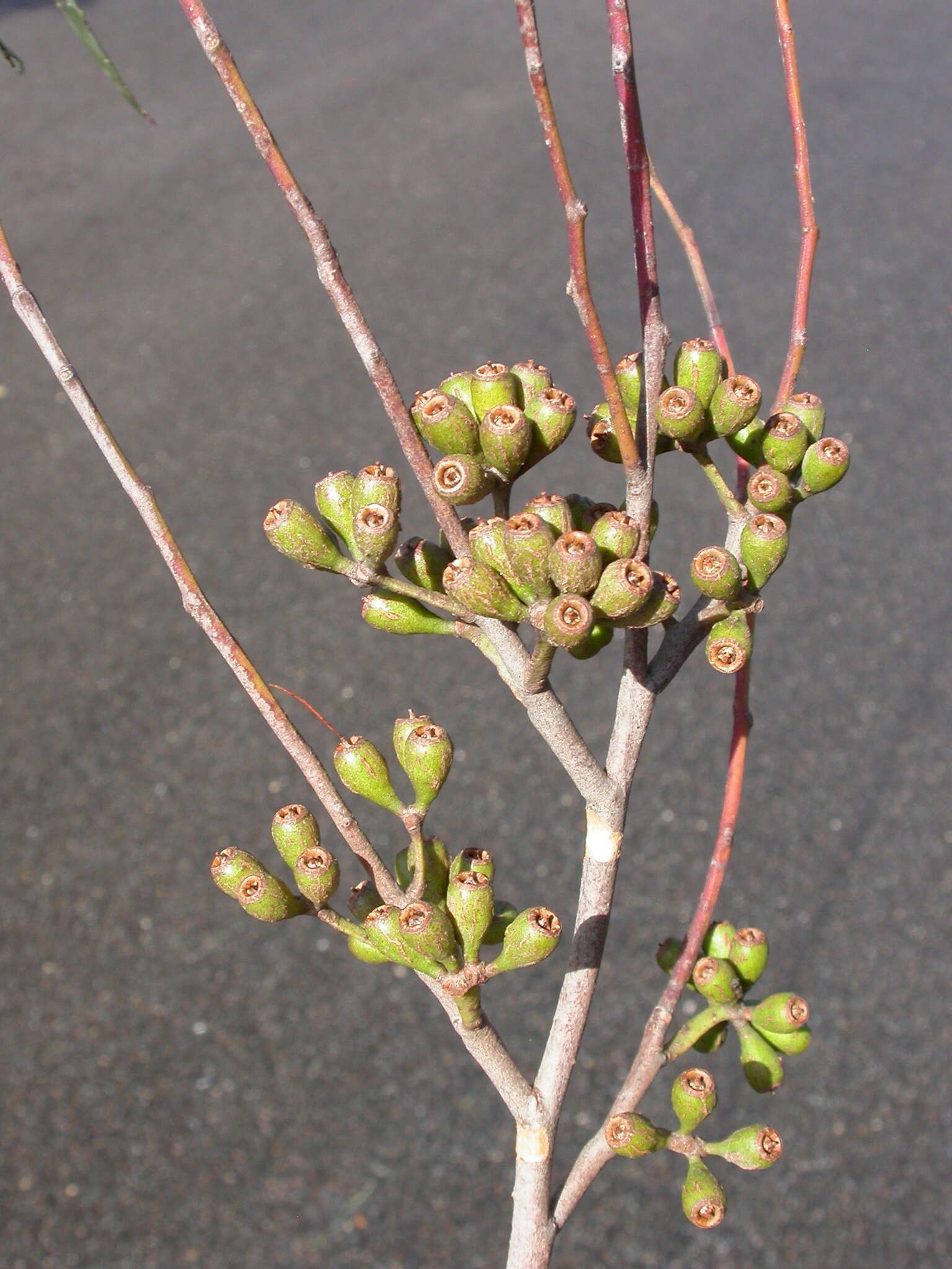 Image of Eucalyptus gardneri subsp. gardneri