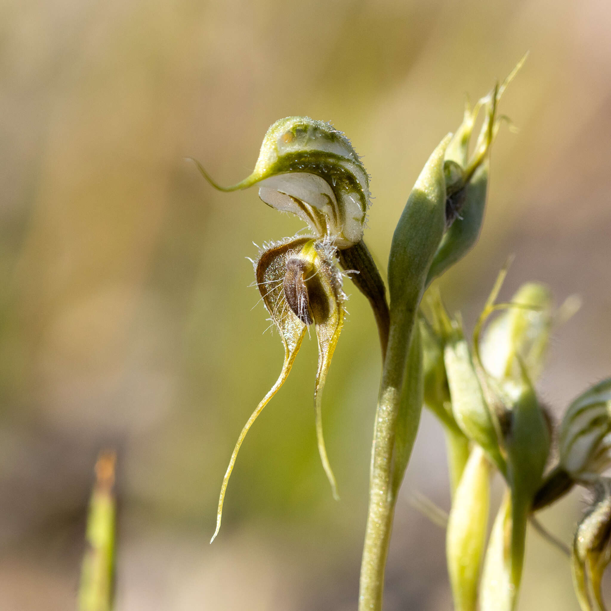 Image of Pterostylis ciliata M. A. Clem. & D. L. Jones