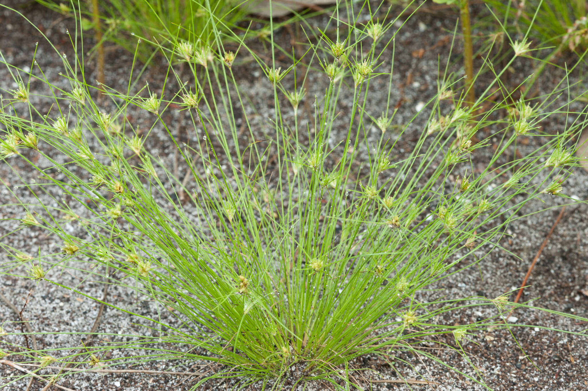 Image of Sandy-Field Hair Sedge