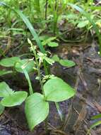 Image of Broadlipped twayblade