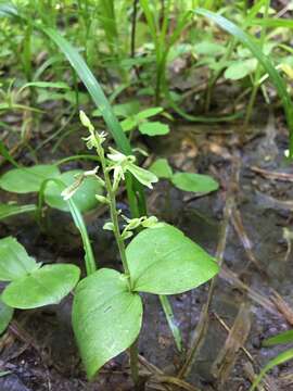 Image of Broadlipped twayblade