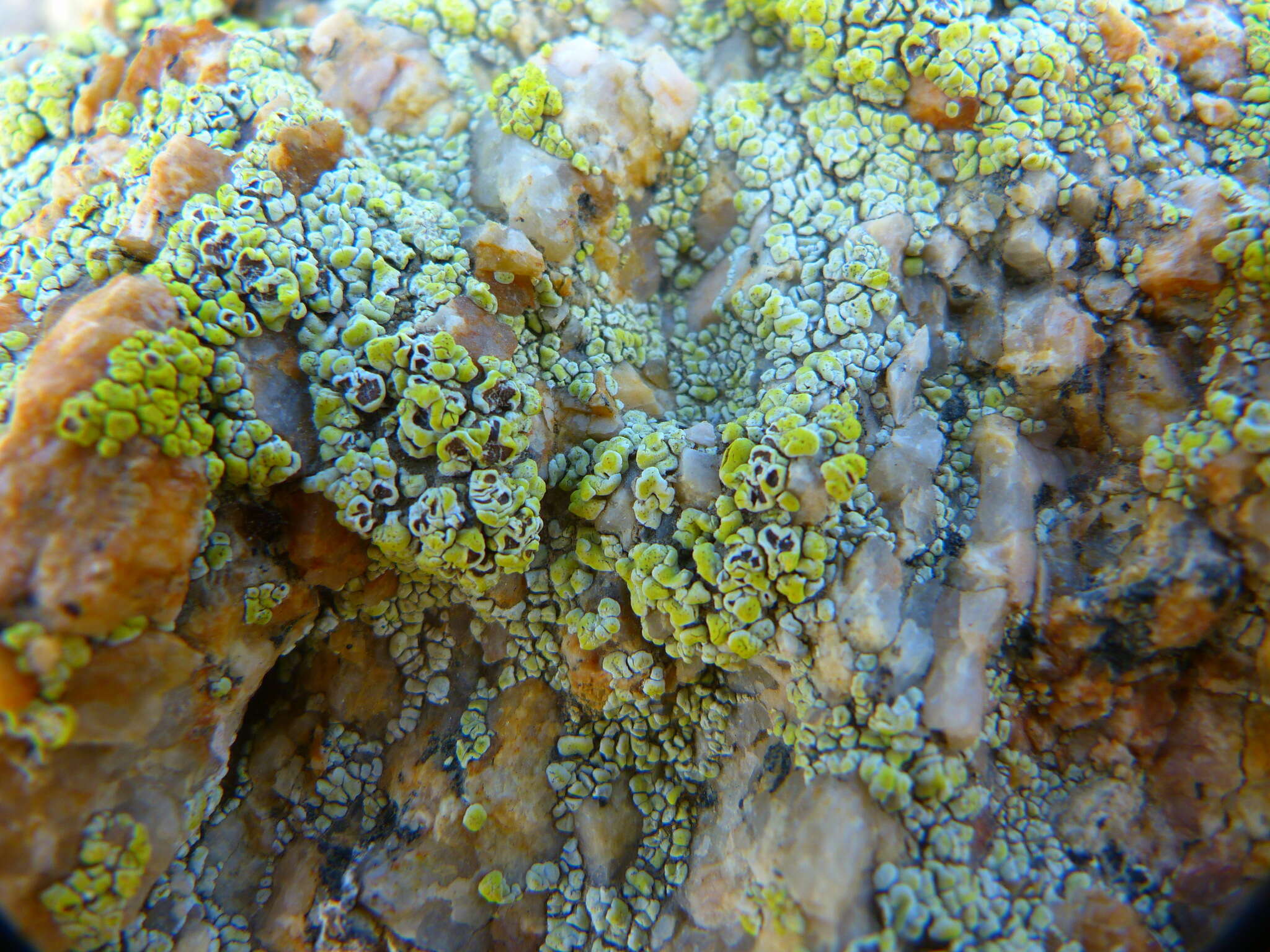 Image of Schleicher's Cracked Lichenen