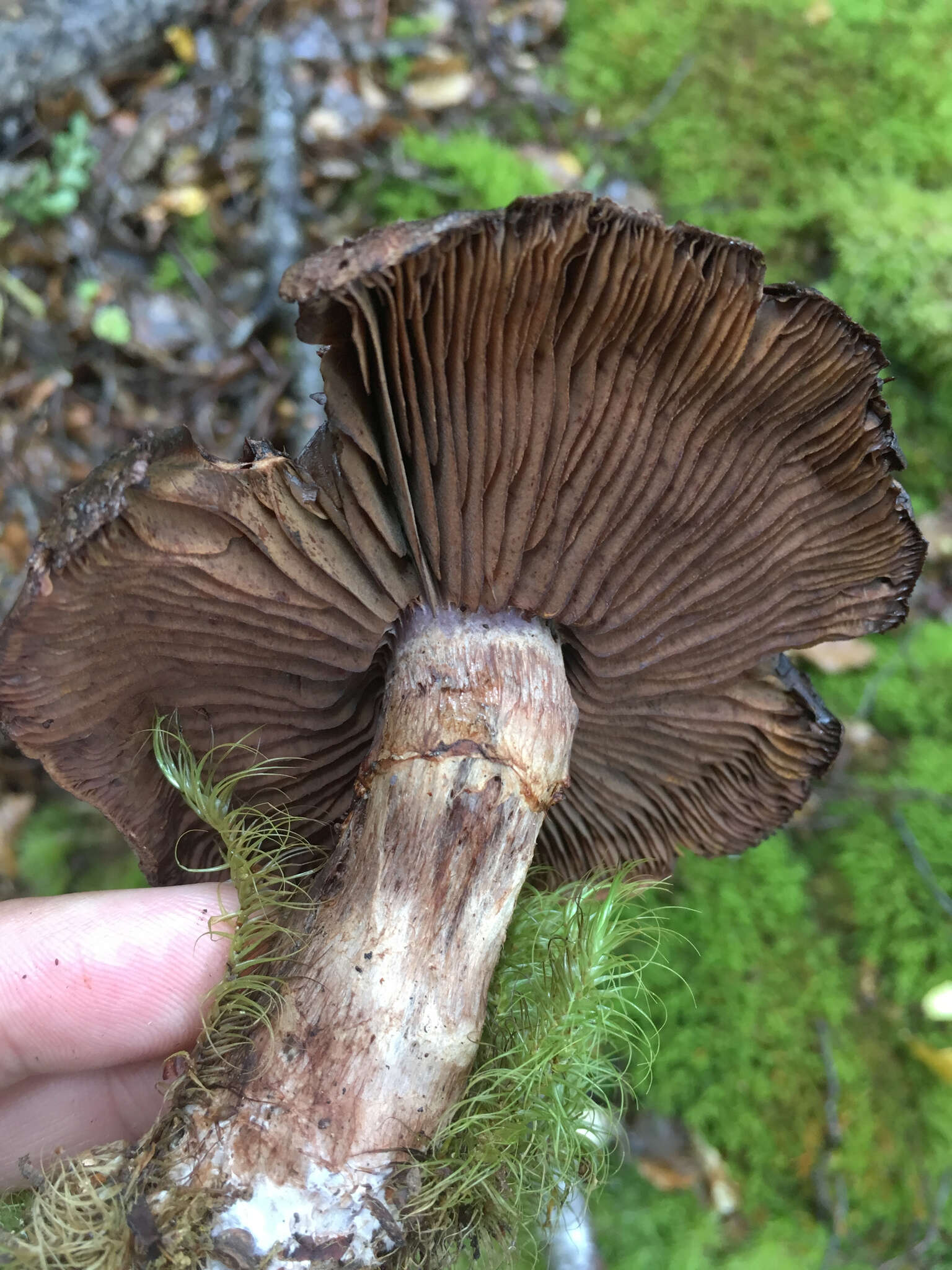 Image of Cortinarius ursus Soop 2001