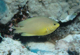 Image of Ambon damsel