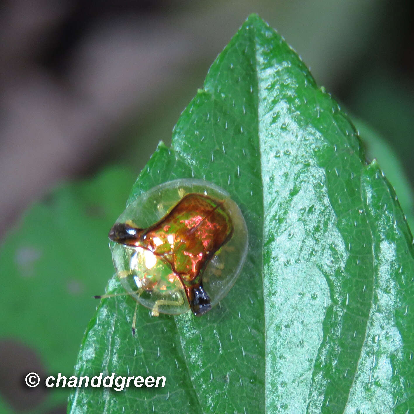 Image of Aspidimorpha (Aspidimorpha) furcata (Thunberg 1789)