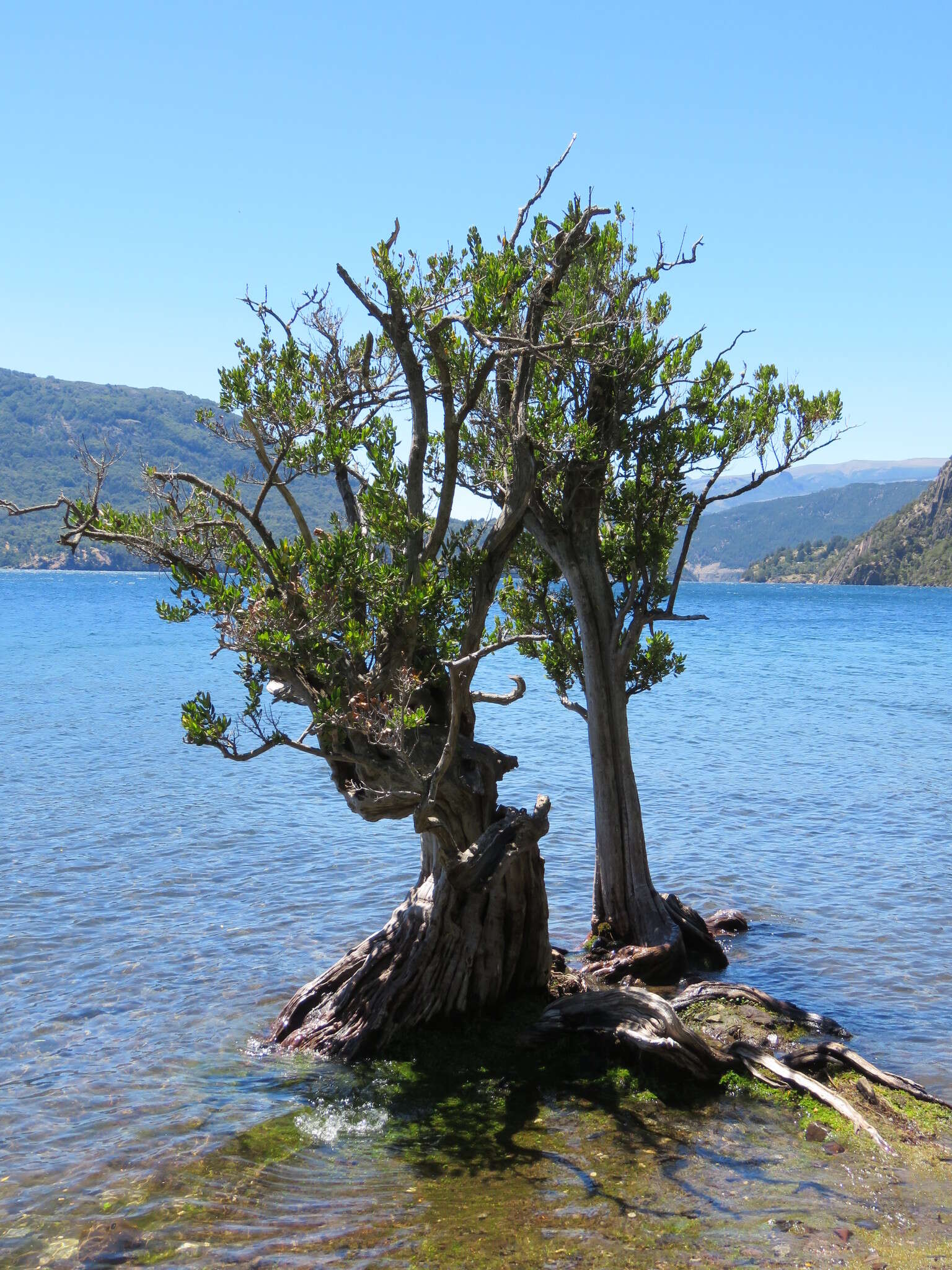 Imagem de Myrceugenia exsucca (A. P. de Candolle) Berg