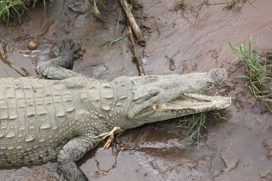 Image of American Crocodile