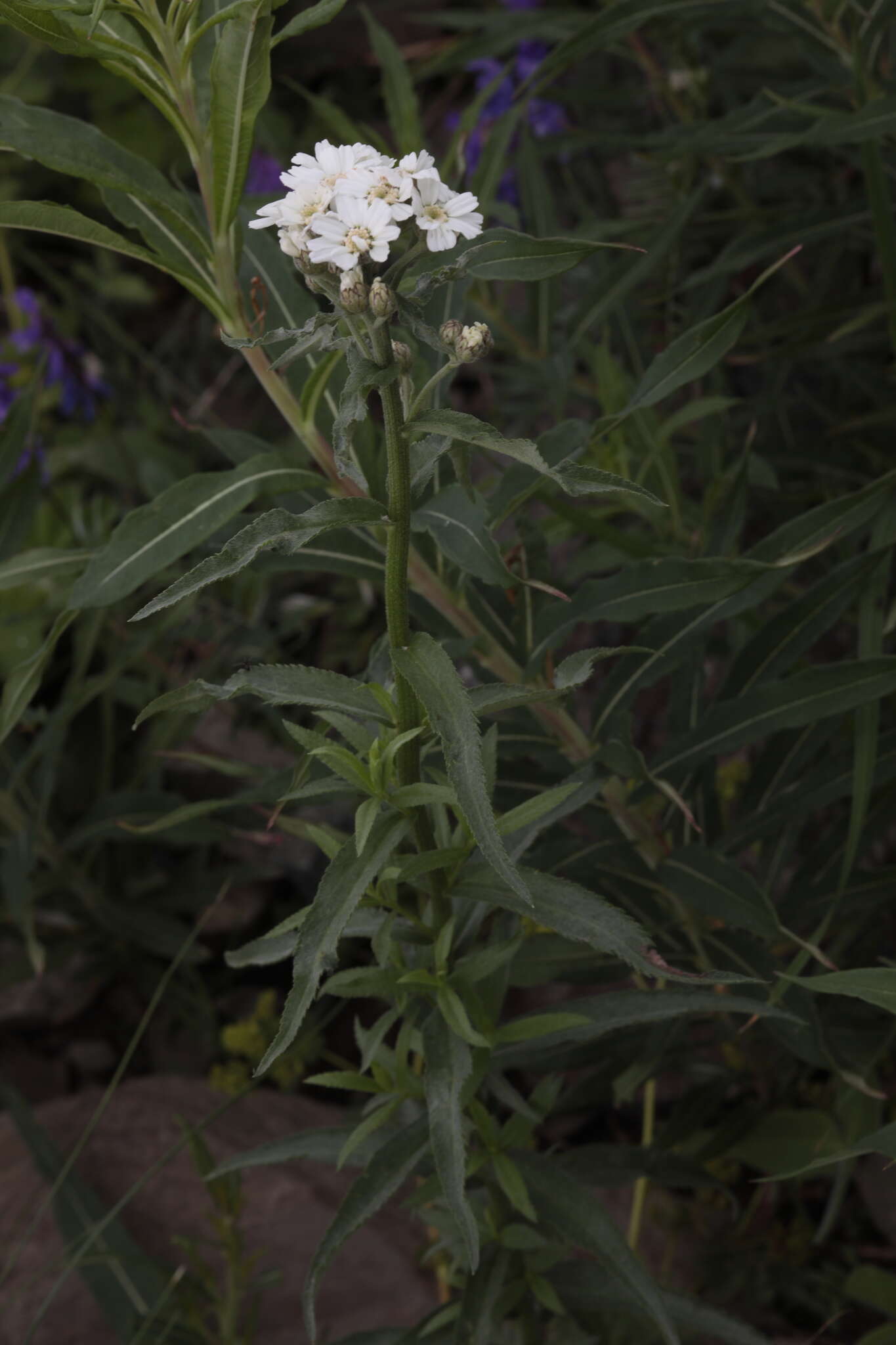 Image of Achillea biserrata M. Bieb.