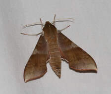 Image of Azalea Sphinx