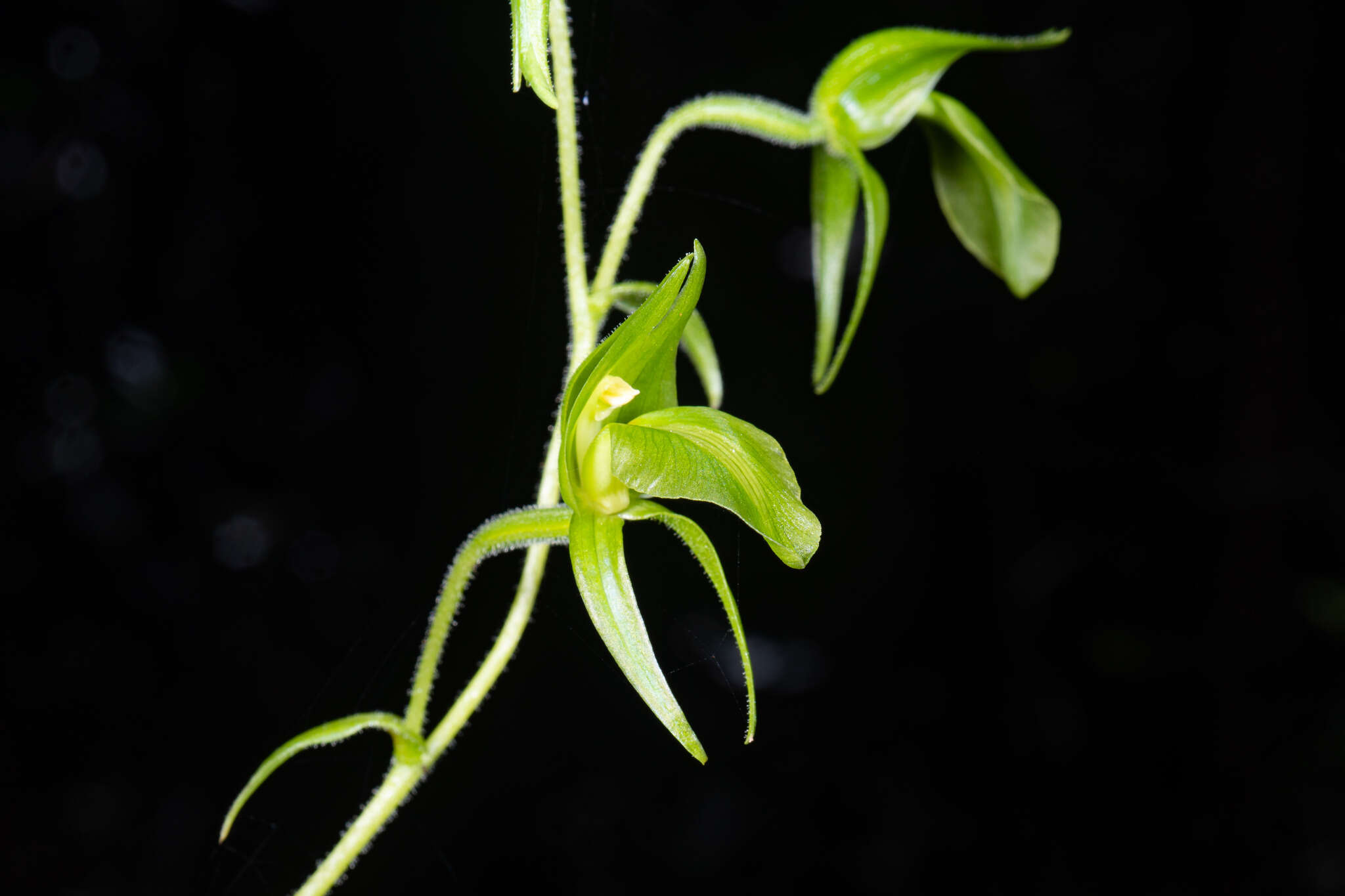 Image of Achlydosa glandulosa (Schltr.) M. A. Clem. & D. L. Jones