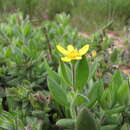 <i>Osteospermum <i>hispidum</i></i> var. hispidum的圖片