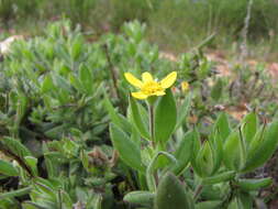 Image of <i>Osteospermum <i>hispidum</i></i> var. hispidum