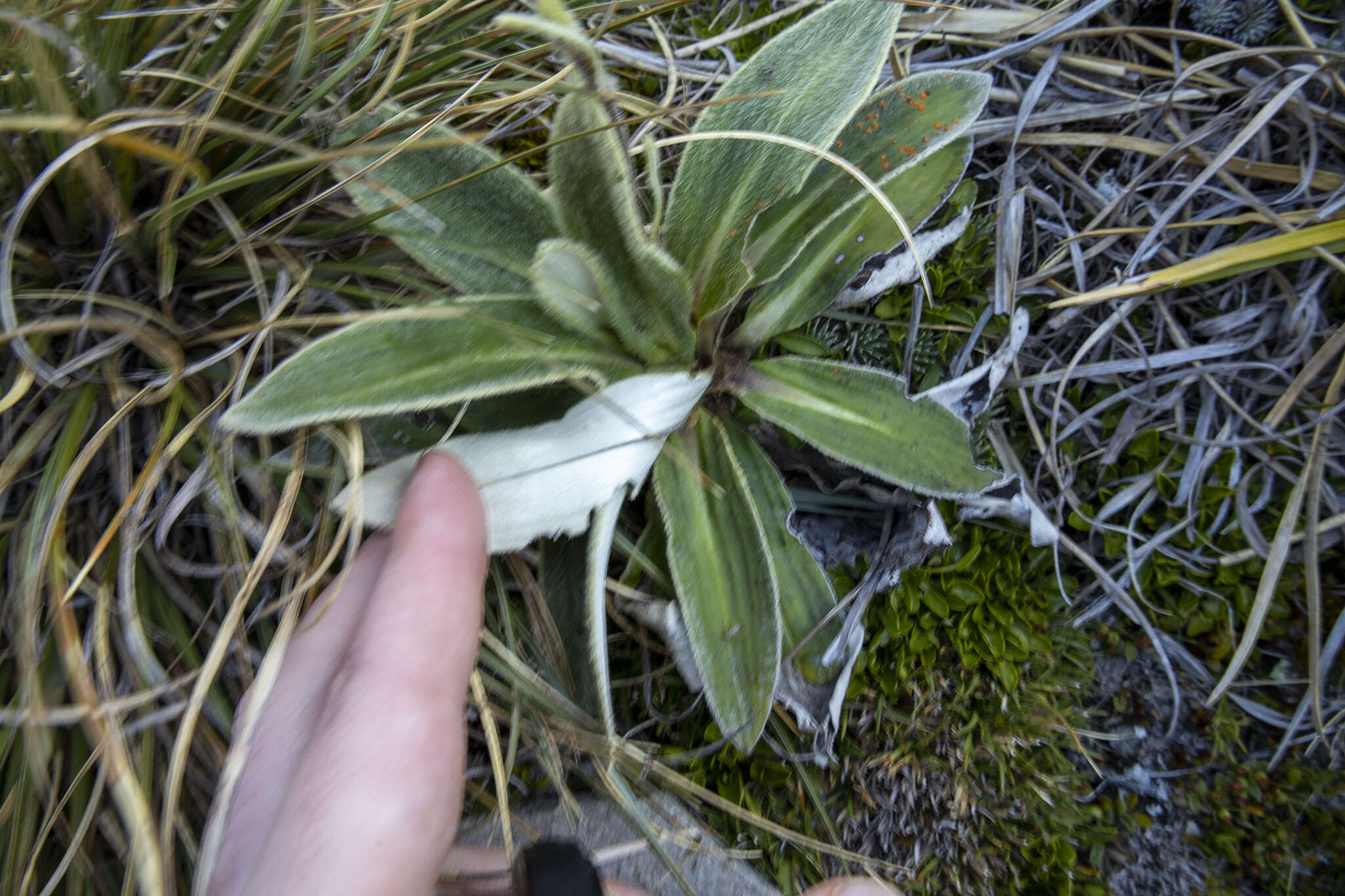 Plancia ëd Celmisia verbascifolia subsp. verbascifolia