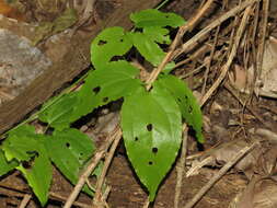 Image of Clematis pickeringii A. Gray