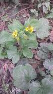 Imagem de Geum macrophyllum Willd.