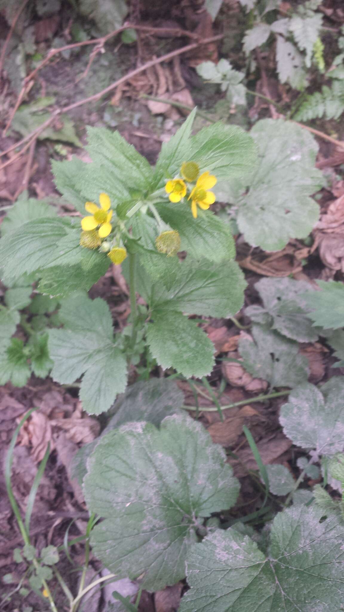 Imagem de Geum macrophyllum Willd.