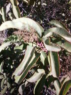 Image of laurel sumac