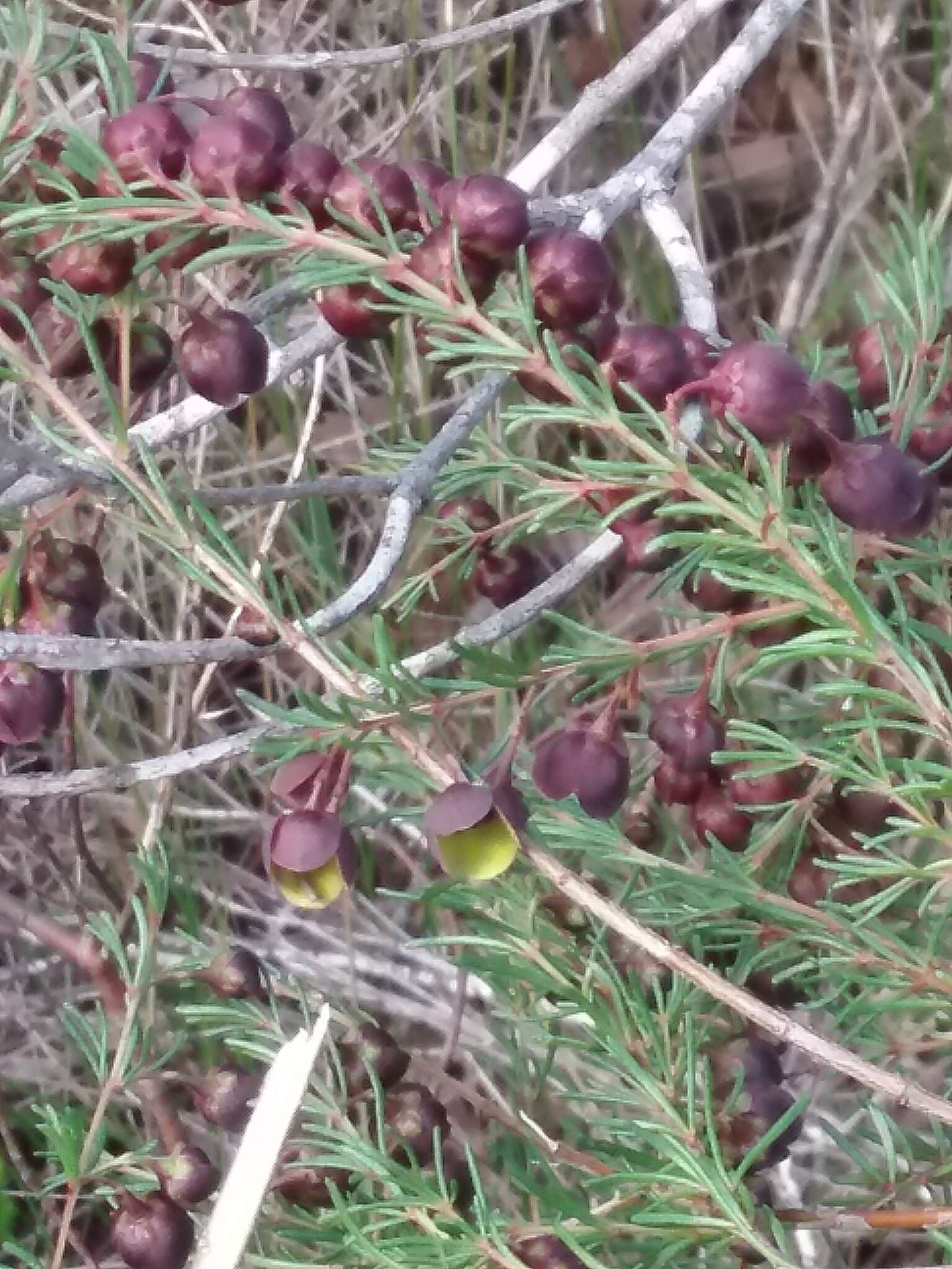 Image of sweet boronia