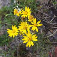 Image of sickleleaf silkgrass