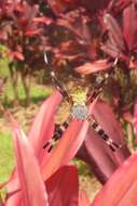 Image of Garden spider