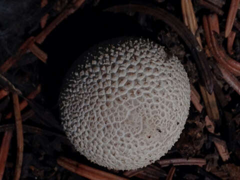 Imagem de Lycoperdon subcretaceum (Zeller) Jeppson & E. Larss. 2010