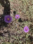 Imagem de Ipomoea ternifolia var. leptotoma (Torr.) J. A. Mc Donald