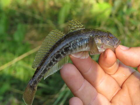 صورة Neogobius fluviatilis (Pallas 1814)