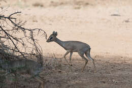 Image of Kirk's Dik-dik