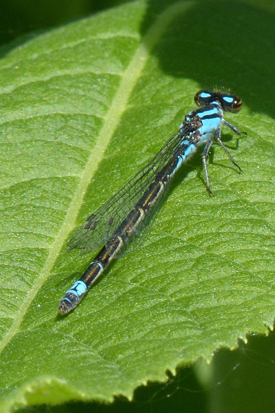 Image of Skimming Bluet