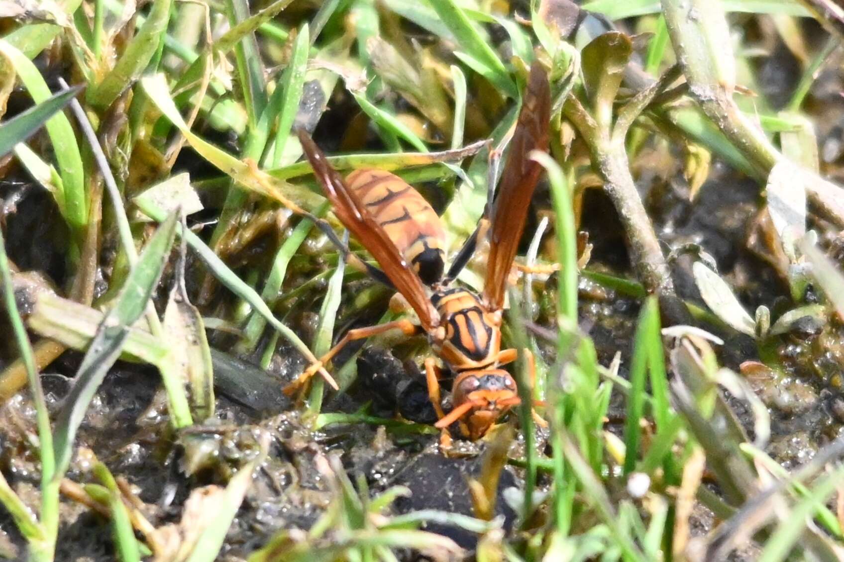 Image de Polistes jokahamae Radoszkowski 1887