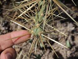 Image of thistle cholla