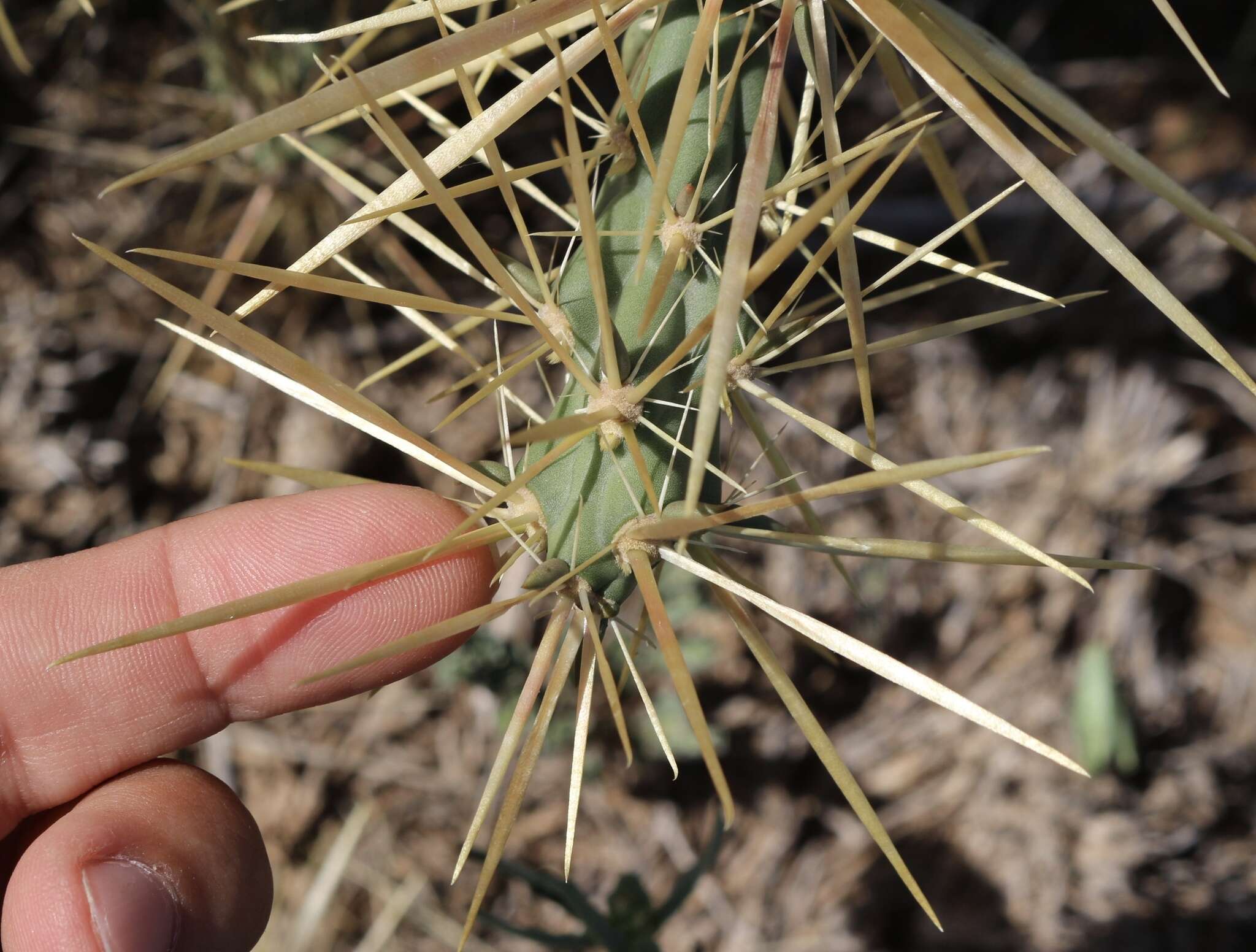 Image of thistle cholla